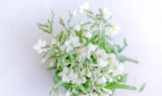 土培水仙花养殖方法（土培水仙花养殖方法视频）