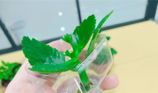 水培油葵芽简单方法（水培油葵苗）