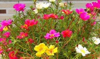 室内太阳花种植方法（室内太阳花种植方法图解）