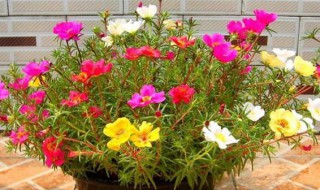 花长虫子怎么处理 花长虫子怎么处理干净