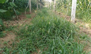 猕猴桃地杂草怎么处理（猕猴桃地除草用什么药）