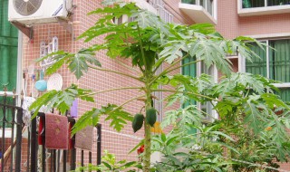家庭种植木瓜的方法（种植木瓜的技术视频教程）