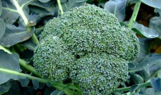 阳台西兰花种植方法（阳台 西兰花）