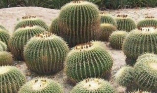 仙人球种植方法要点（仙人球种植方法要点是什么）