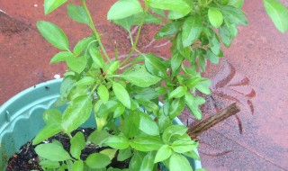 金不换盆栽种植方法（金不换盆景图片）