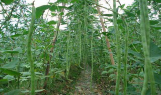 黄金钩豆角的种植方法（红金钩豆角种植方法）