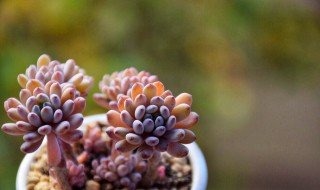 玉露开花干枯后怎么处理 玉露开花干枯后怎么处理好