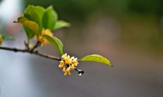 桂花花语（桂花花语象征与寓意）