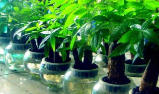 财位放什么植物最招财（财位放什么植物最招财运）