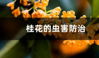 桂花树的病虫害防治（桂花树的病虫害防治方法视频）