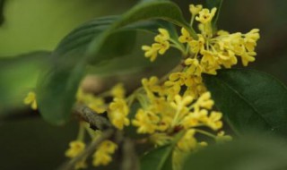 盆栽桂花树种植技术与注意事项 盆栽桂花树的种植方法