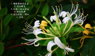 金银花蒸好还是不蒸好 金银花蒸了晒好还是直接晒好