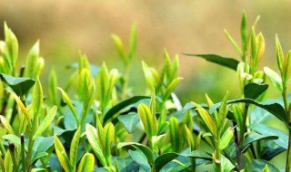 过期茶叶的八大妙用 过期茶叶的八大妙用妇炎洁