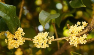 桂花什么季节开 菊花和桂花什么季节开