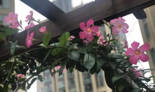 飘香藤的养殖方法和注意事项 飘香藤的养殖方法和注意事项一年开几次花