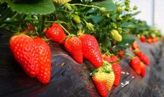 草莓籽怎么种植方法（草莓籽怎么种植方法 在家盆栽）