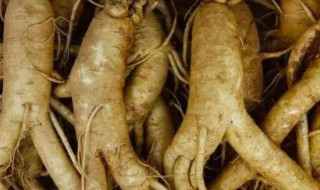 人参的作用与功效及食用方法 人参对男性性功能有效吗