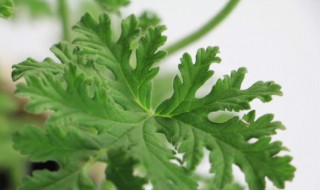 驱蚊草的养殖方法 驱蚊草的养殖方法视频
