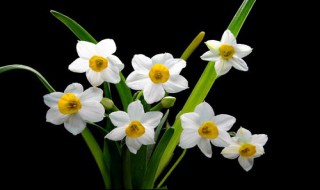 水仙花水培养殖方法 水仙花水培养殖方法和注意事项