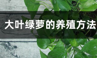 大叶绿萝的养殖方法和注意事项 大叶绿萝的养殖方法和注意事项有哪些
