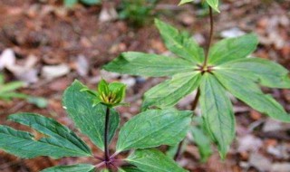 七叶一枝花的种植方法（七叶一枝花的种植方法是什么中）