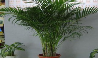夏威夷竹子的养殖方法和注意事项（夏威夷竹子的养殖方法和注意事项怎么修剪）
