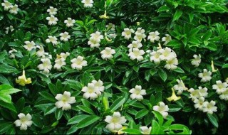 非洲茉莉的养殖方法和注意事项（非洲茉莉的养殖方法和注意事项能插枝吗）