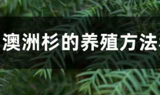 澳洲杉的养殖方法和注意事项（澳洲杉的养殖方法和注意事项?）