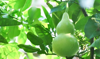 干葫芦籽怎么种植方法（干葫芦籽怎么种植方法图片）