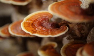 灵芝粉食用方法 灵芝的食用方法及吃法