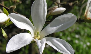 白玉兰花的养殖方法（白玉兰花的养殖方法和注意事项 盆栽）