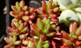 虹之玉的养殖方法（虹之玉的养殖方法和繁殖）
