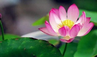 令箭荷花的养殖方法和注意事项 夏季令箭荷花的养殖方法和注意事项