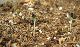 康乃馨种子的种植方法 康乃馨种子的种植方法及养护
