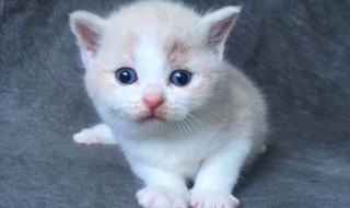 小猫不吃东西怎么办（一个多月的小猫不吃东西怎么办）