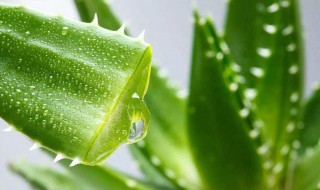芦荟怎样做面膜（芦荟怎样做面膜 制作方法）