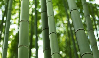 竹子为什么长得快（竹子为什么长得快的原因冷笑话）