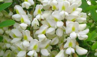 洋葵花怎么保存（洋葵花怎么保存不会坏）