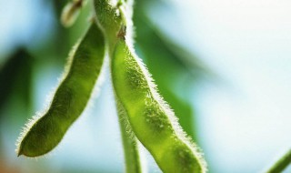 毛豆怎么保存种子 毛豆怎么保存种子视频