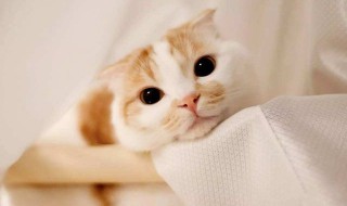 让猫咪舒服的方法 让猫咪舒服的方法有哪些