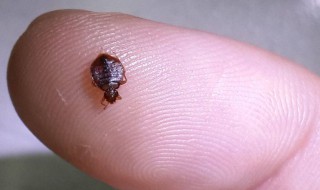除臭虫的最快方法（除臭虫的最快方法有哪些）