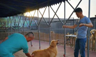 犬舍的建造方法 犬舍的建造方法有哪些