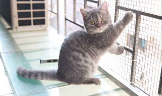 矮脚猫为什么不能养（英短矮脚猫为什么不能养）