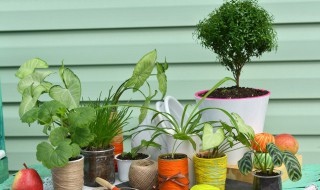 室内植物有哪些好养 室内植物有哪些好养而且还能净化空气