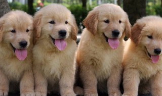 为什么不能打金毛 为什么不能打金毛幼犬