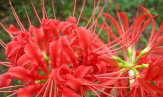 彼岸花为什么不能养（彼岸花为什么不能养科学说法）