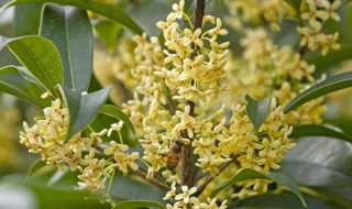 桂花什么时候开花（四季桂花什么时候开花）