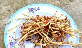 鱼腥草的功效与作用及食用方法（罗汉果鱼腥草的功效与作用及食用方法）