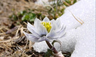 雪莲花泡酒 雪莲花泡酒的最佳配方功效