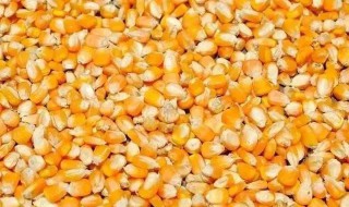 老玉米窝料制作方法（老玉米窝料制作方法钓草鱼）